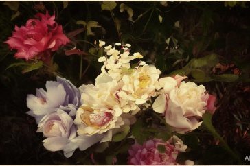 快手怎么算是粉丝呢缩略图