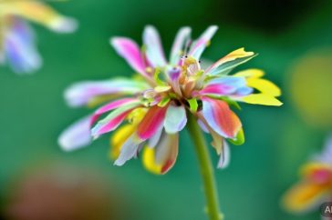 快手哪吒粉丝叫什么缩略图